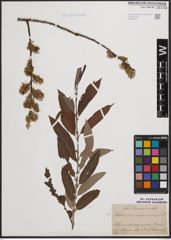 Foto von Salix cinerea L. x Salix viminalis L.